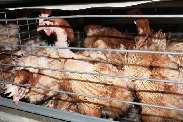 Battery cage hens at the Henholme farm at Buchanan.