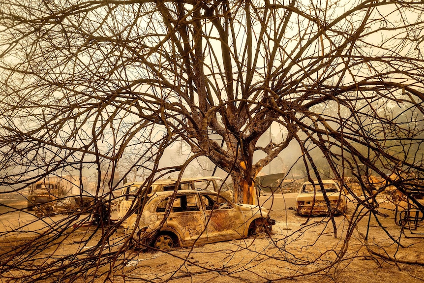 Burned vehicles rest beneath a tree covered in ash.