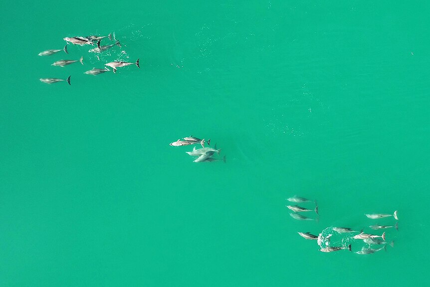 Monkey Mia dolphins photographed by drone from above.