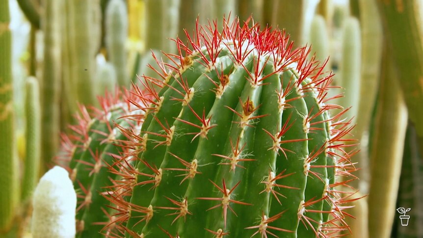 A cactus with bright-red spines.