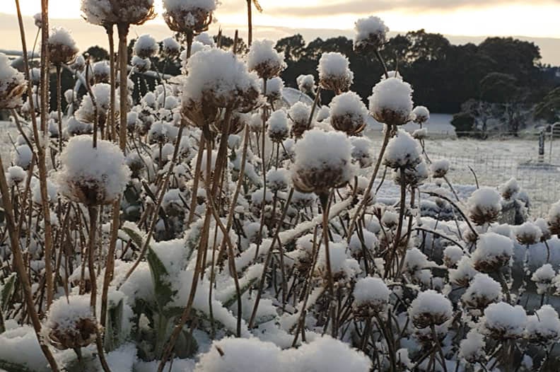 Snow sitting like little hats on dead flower blossoms.