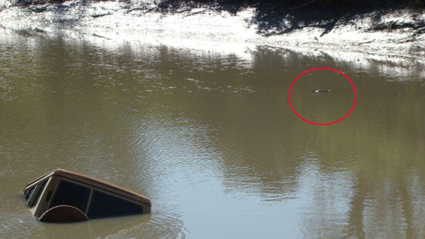 A troop carrier in the East Alligator River, with a crocodile lurking nearby