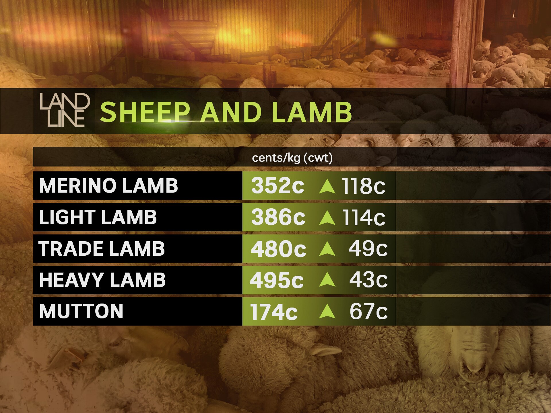 National Mutton Indicator weekly increase a record as rain boosts sheep