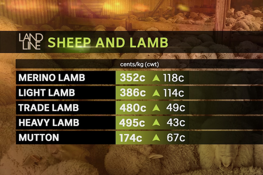Landline sheep and lamb price graph