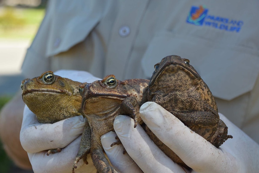 Cane toads Perth