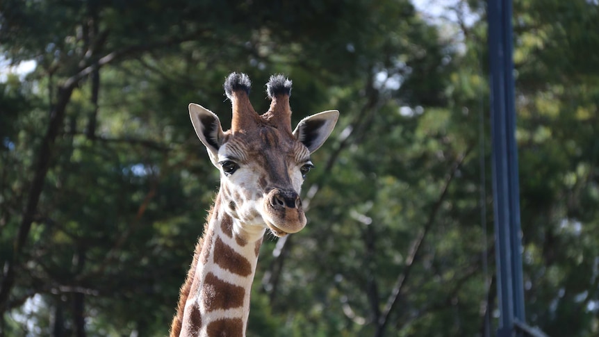 Baby giraffe makes debut as Canberra zoo unveils new open range area - ABC  News