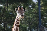 Close up of giraffe baby at National Zoo and Aquarium in Canberra