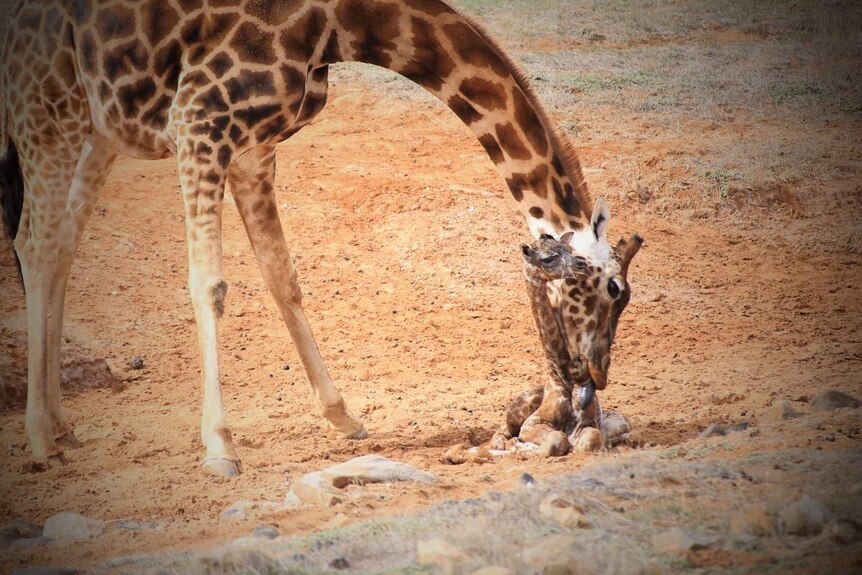 Giraffe gives birth at Monarto Zoo