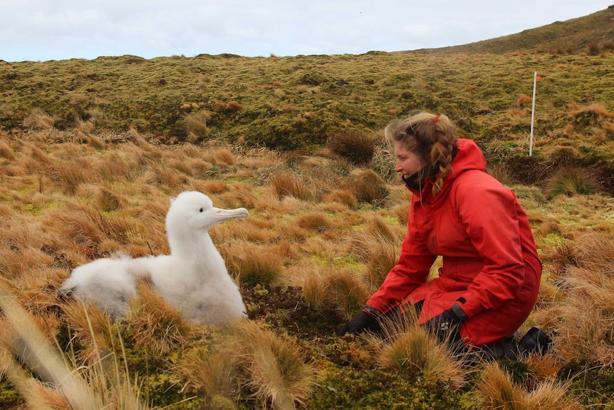 Dr Jaimie Cleeland with a Tristan Albatross chick