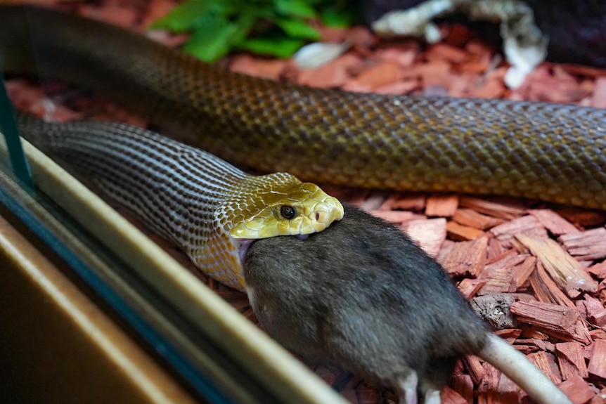 Photo of a snake eating a rat.