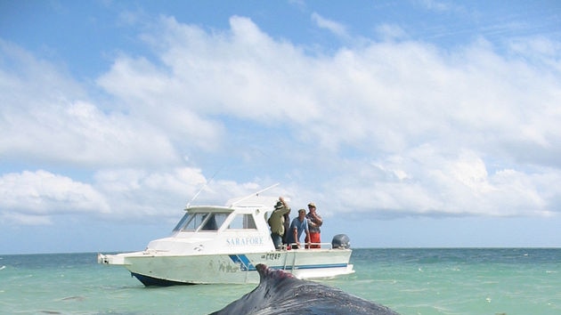 The whale was spotted crossing a reef near Jurien Bay last week.