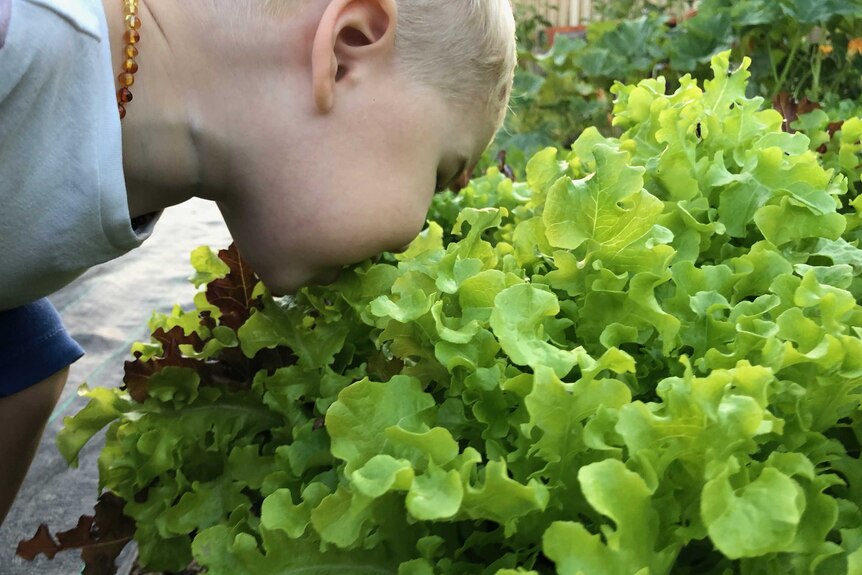Young child sniffs lettuce in a market garden.