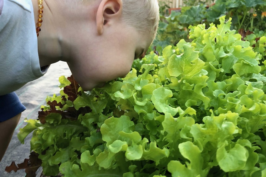 Young child sniffs lettuce in a market garden.