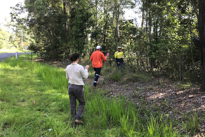 People in high-visibility clothing plant baits for electric ants during surveillance programs in Queensland's far north.