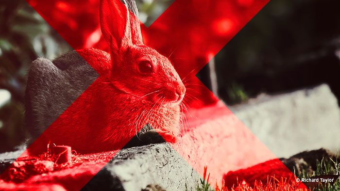 Rabbit Restrictions - Behind The News