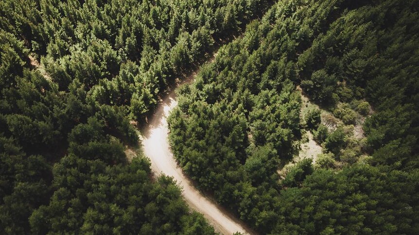 A drone photo of a dirt road winding through a plantation of trees.