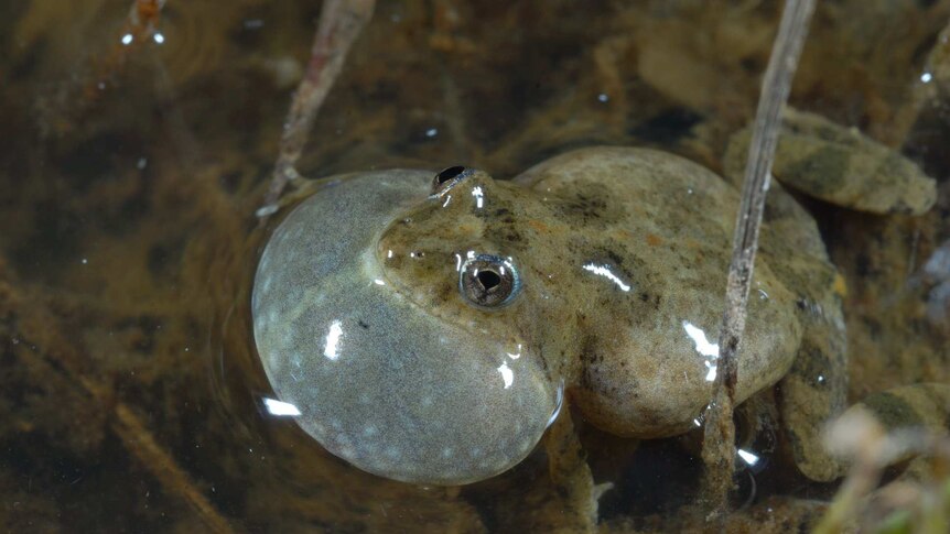 A close-up of a tiny froglet puffing out its neck in water