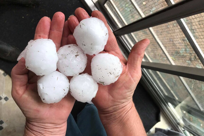A pair of hands holding six bits of large hail that fell during a severe stor,m