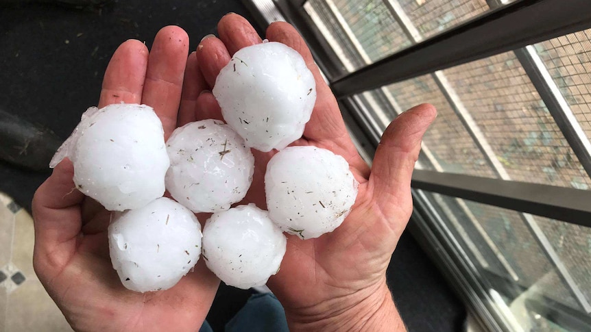 A pair of hands holding six bits of large hail that fell during a severe stor,m