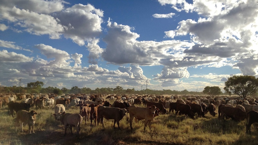 AACo cattle on the stock route