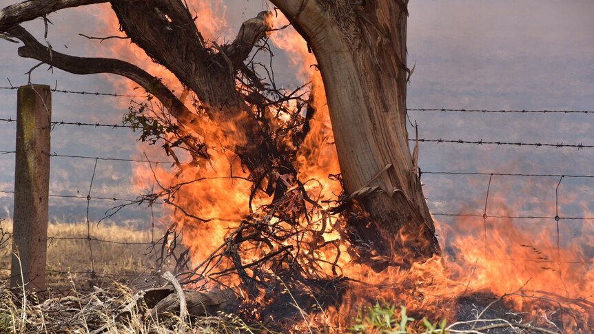 Burning trees near a fence in a bushfire