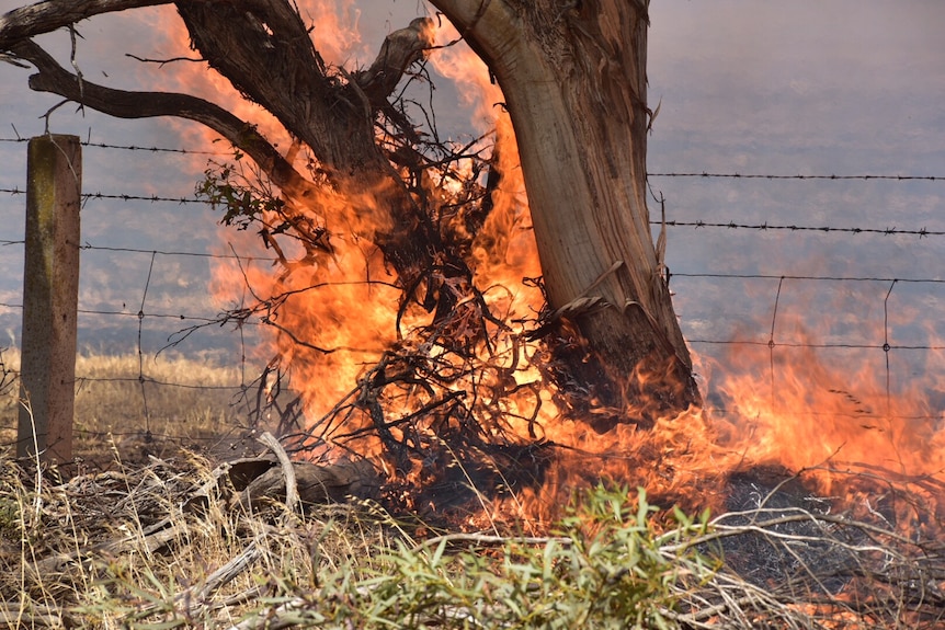 Burning trees near a fence in a bushfire