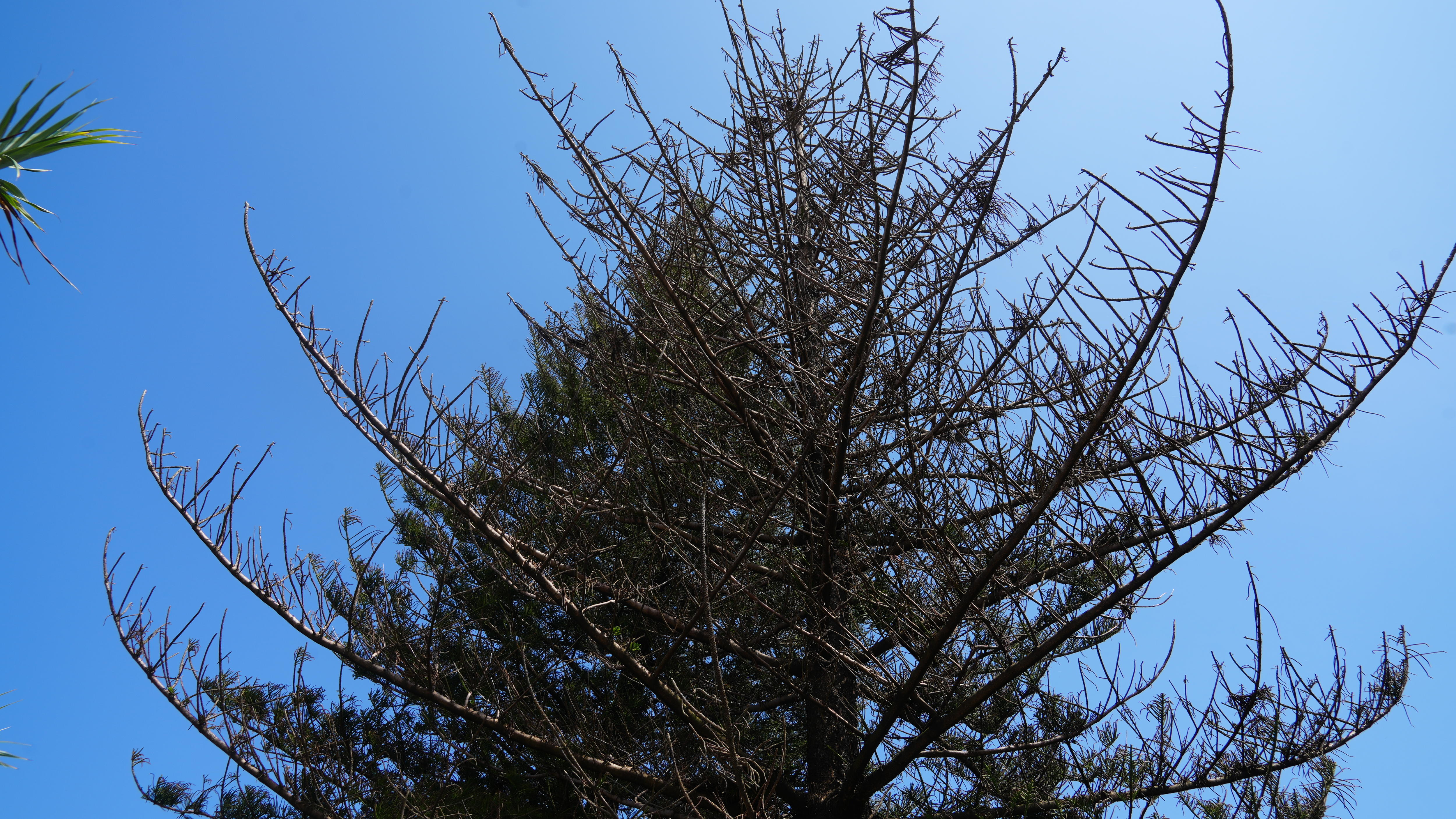 Dozens of trees poisoned along valuable and beloved Sunshine Coast beachfront