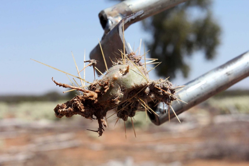 Close-up of a segment of Hudson Pear, gripped in metal prongs, long thorns coming out, blue sky blurred behind.