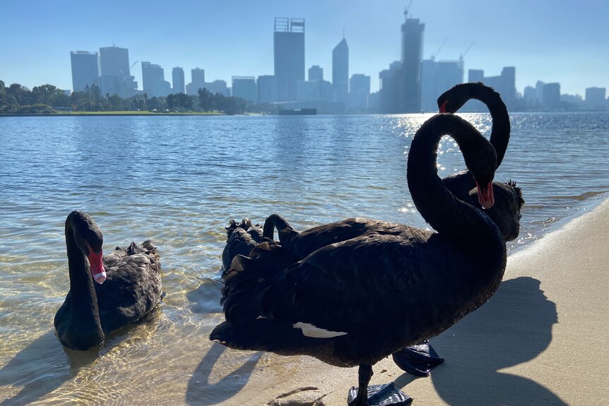 Three black swans loiter on the foreshore of Swan River with smoke haze covering the Perth CBD in the background.