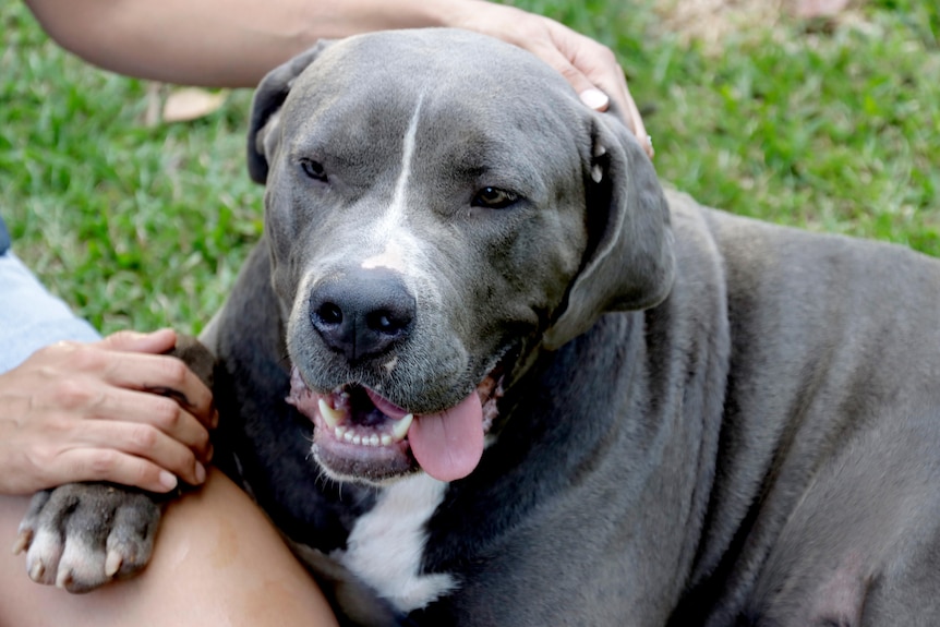 A grey staffy-cross with its paw on its owner's knee.