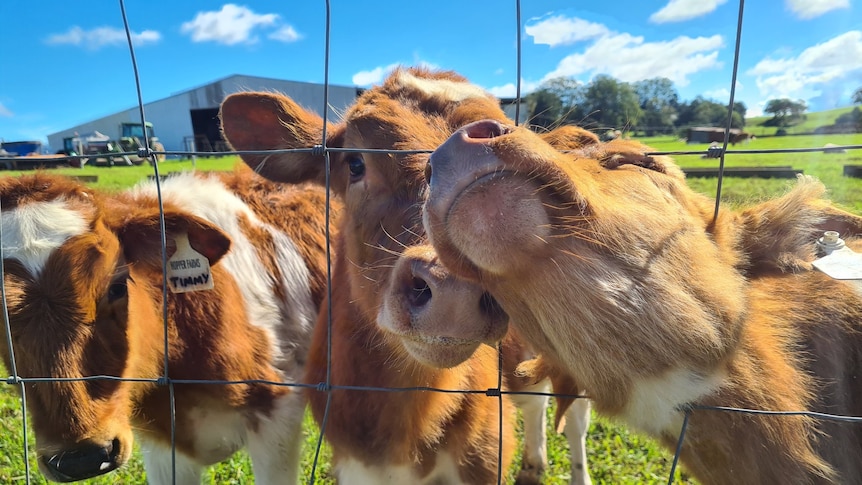 Three cute calves at the fence line