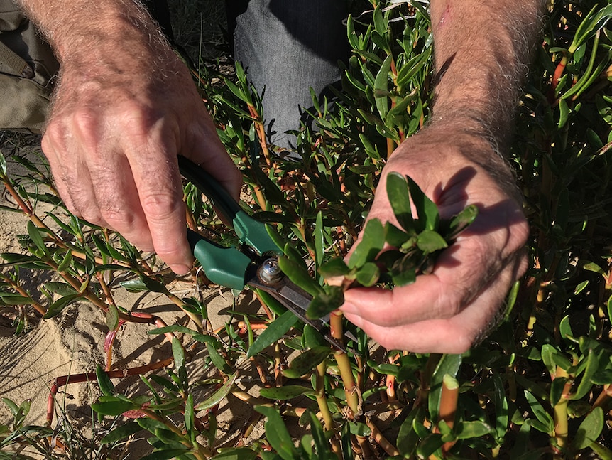 Peter Hardwick cutting a succulent.