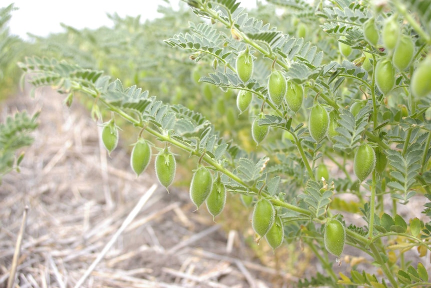 A chickpea plant, with small green leaves and green full pods hanging.