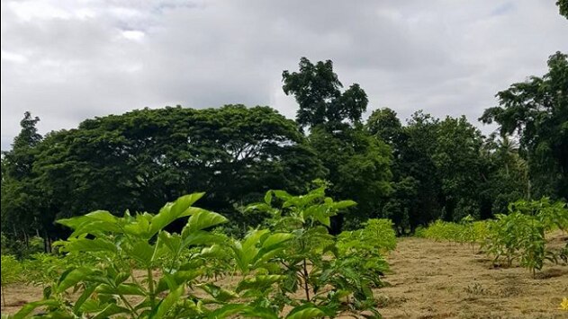 Vanuatu Agriculture