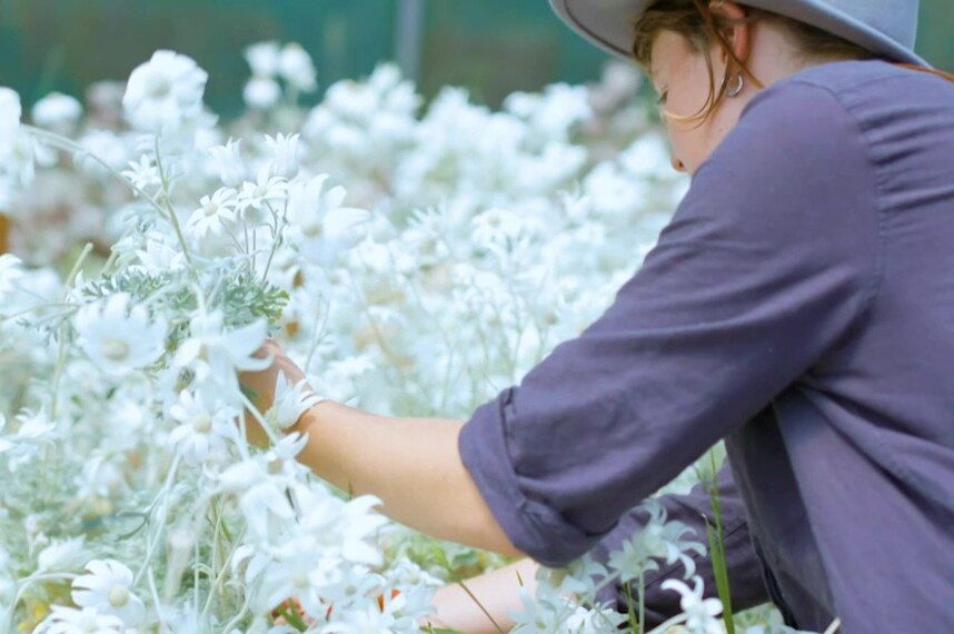 A woman on the right-hand side of the frame leans in to cut white flowers to illustrate our Gardening Australia episode recap.