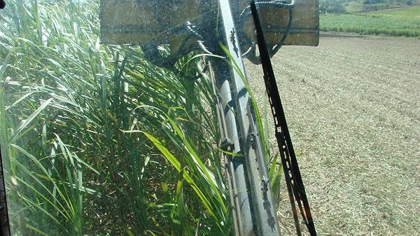Senate supports levy for new sugar research body