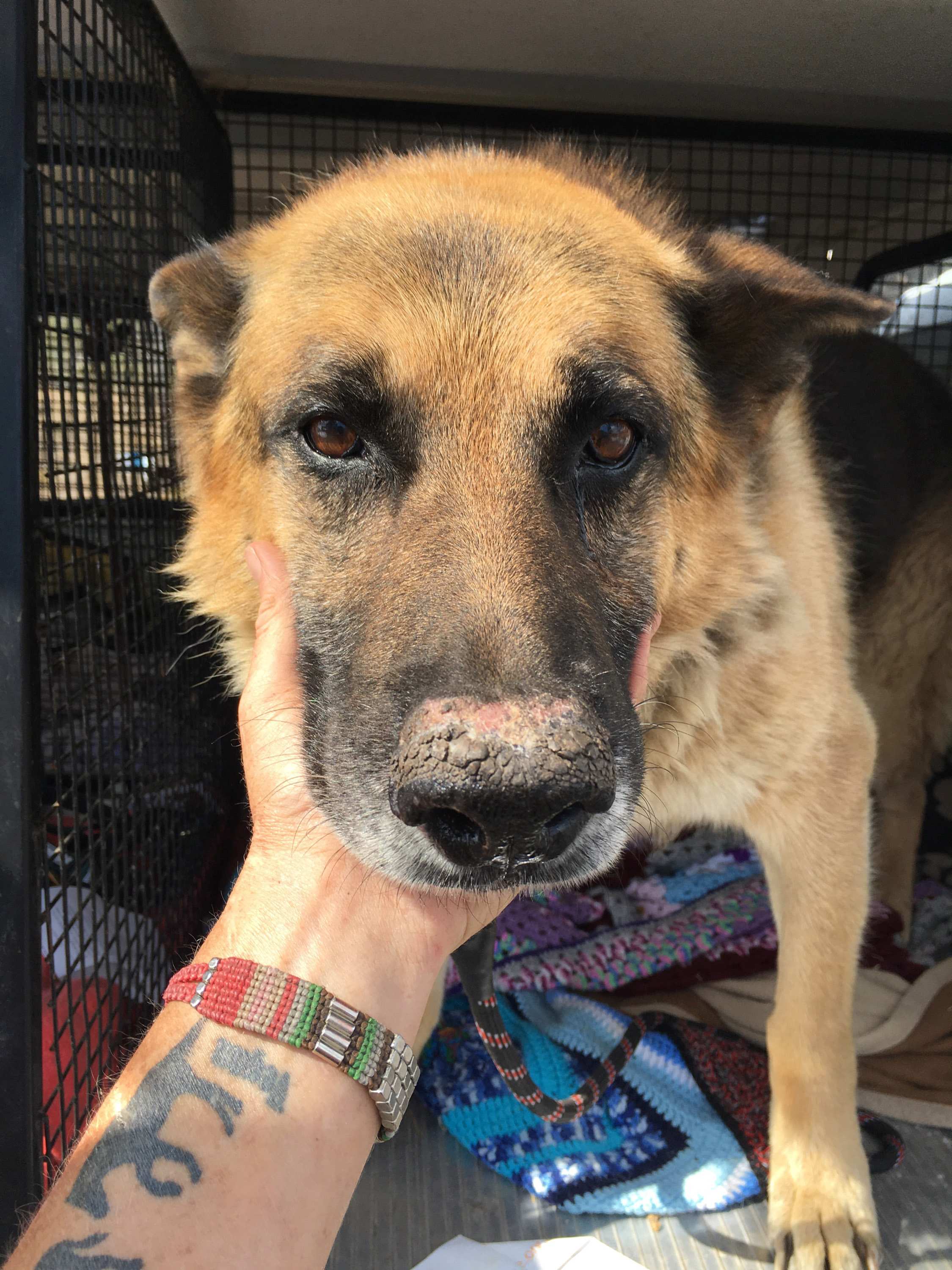 Dogs found guarding elderly Tasmanian owner's body weeks after death(02)