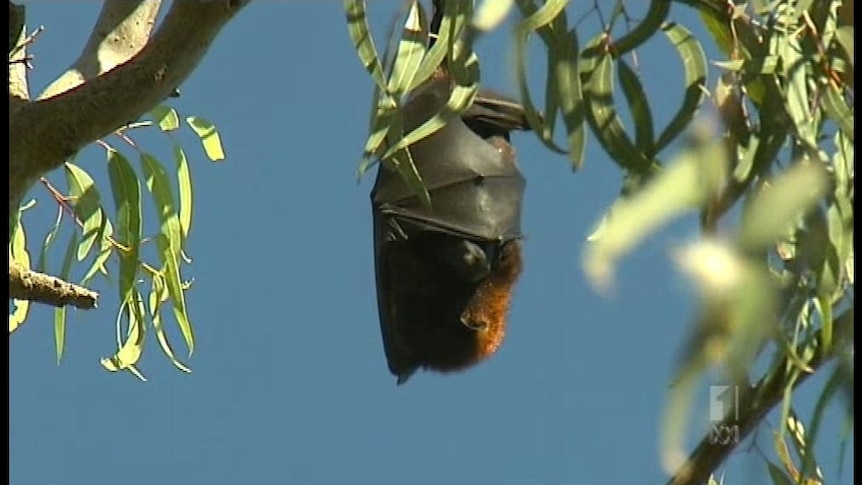 The Gold Coast council will work with DERM to examine ways to deal with the city's 26 bat colonies and to ease public concern.