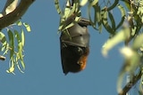 The Gold Coast council will work with DERM to examine ways to deal with the city's 26 bat colonies and to ease public concern.