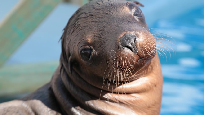 Storm the sea lion at Dolphin Marine Magic