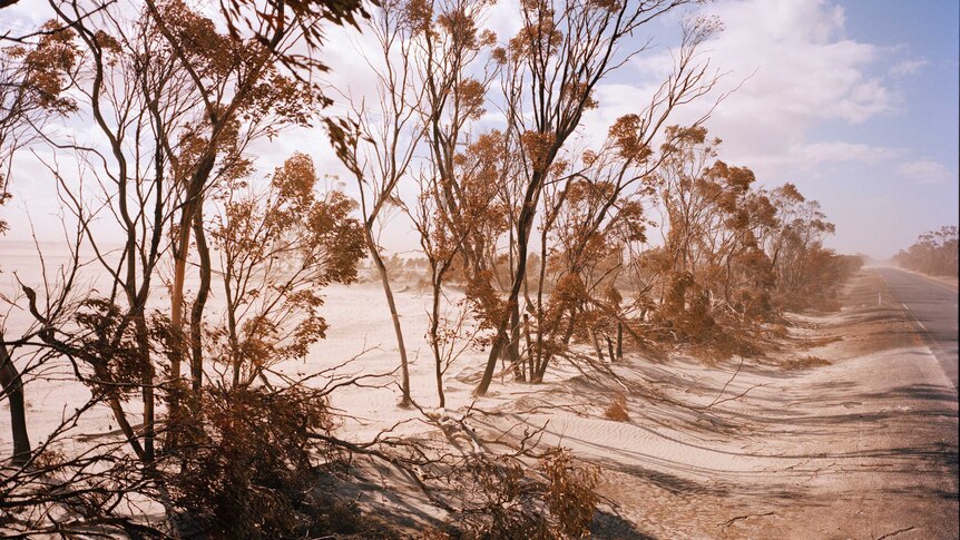 You view desert sands pulsing through a row of eucalypt trees that line a two-lane bitumen road stretching out to the horizon.