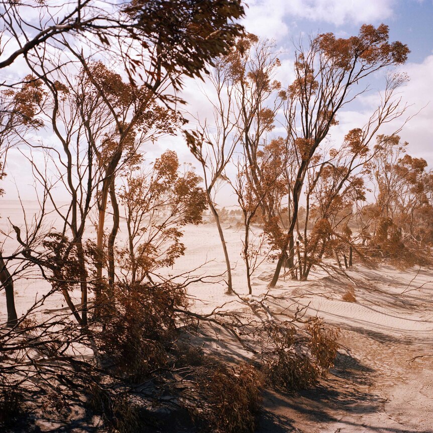 You view desert sands pulsing through a row of eucalypt trees that line a two-lane bitumen road stretching out to the horizon.