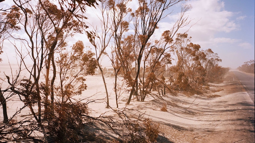 You view desert sands pulsing through a row of eucalypt trees that line a two-lane bitumen road stretching out to the horizon.