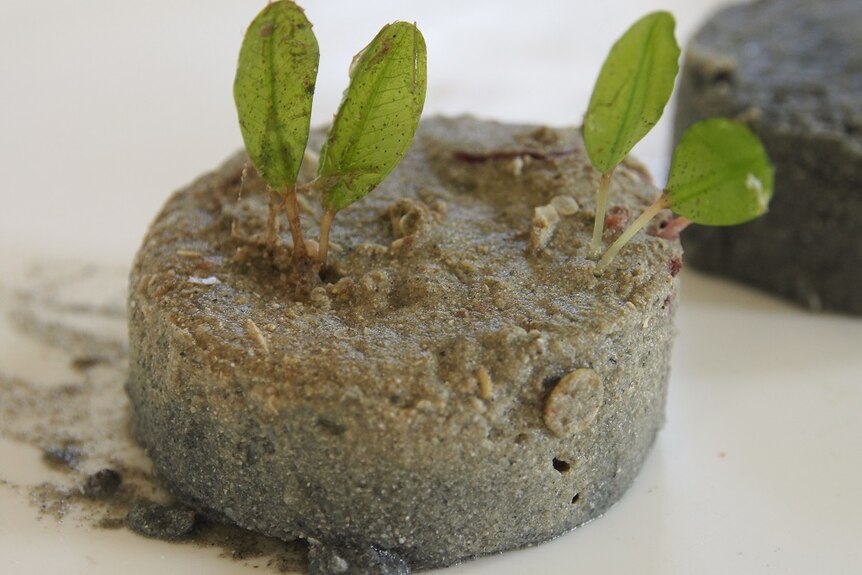 A slice of deepwater seagrass sediment