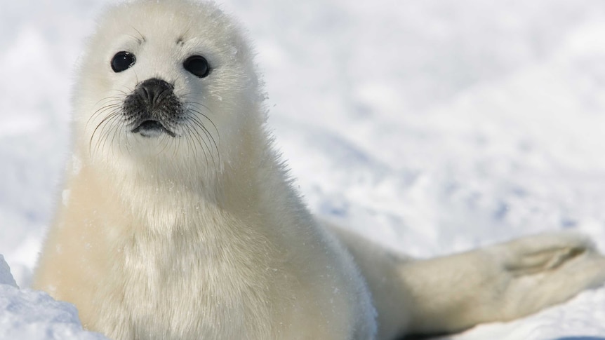 Pup harp seal off the coast of the Magdalen Islands