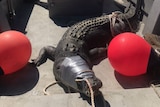 A captured crocodile on a boat north of Broome