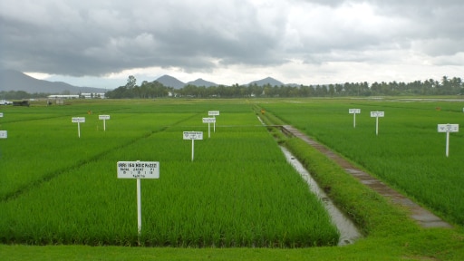 Rice fields at the IRRC in the Philippines