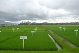 Rice fields at the IRRC in the Philippines