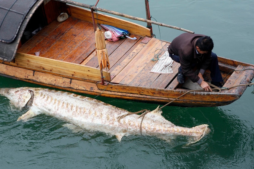 A dead Yangtze sturgeon being pulled up on a boat. 