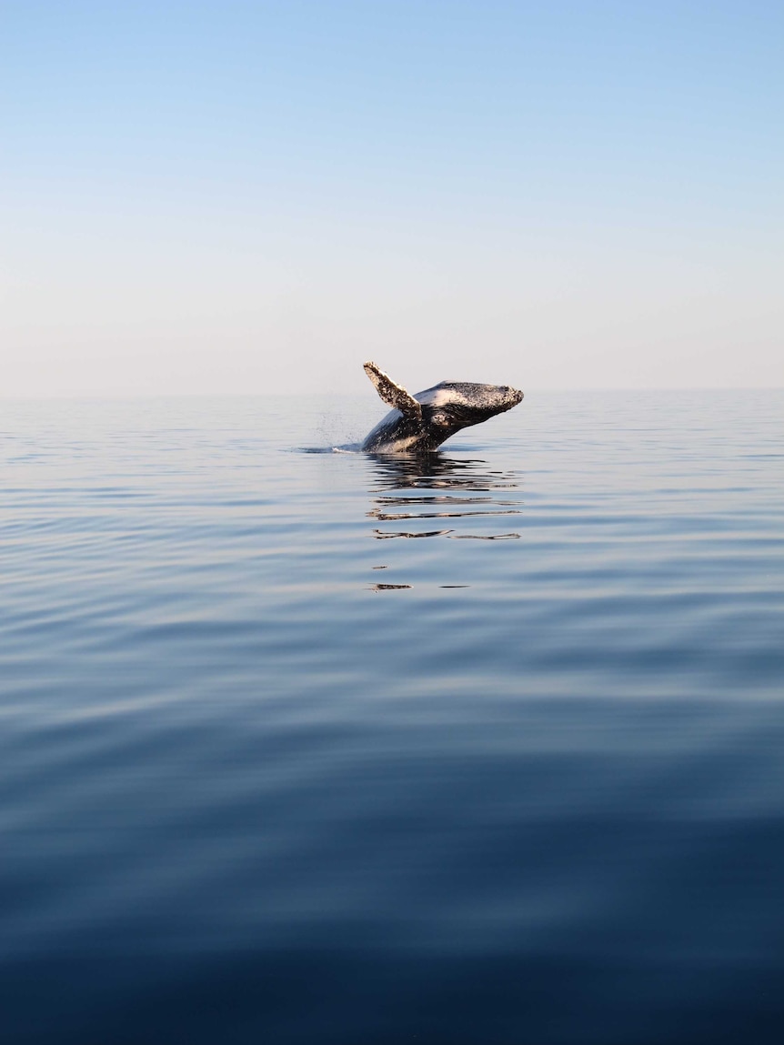 Humpback whale on the Ningaloo Coast
